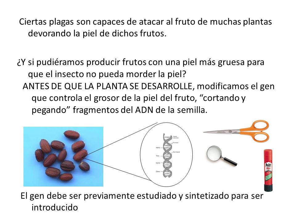 Ciertas plagas son capaces de atacar al fruto de muchas plantas devorando la piel de dichos frutos.