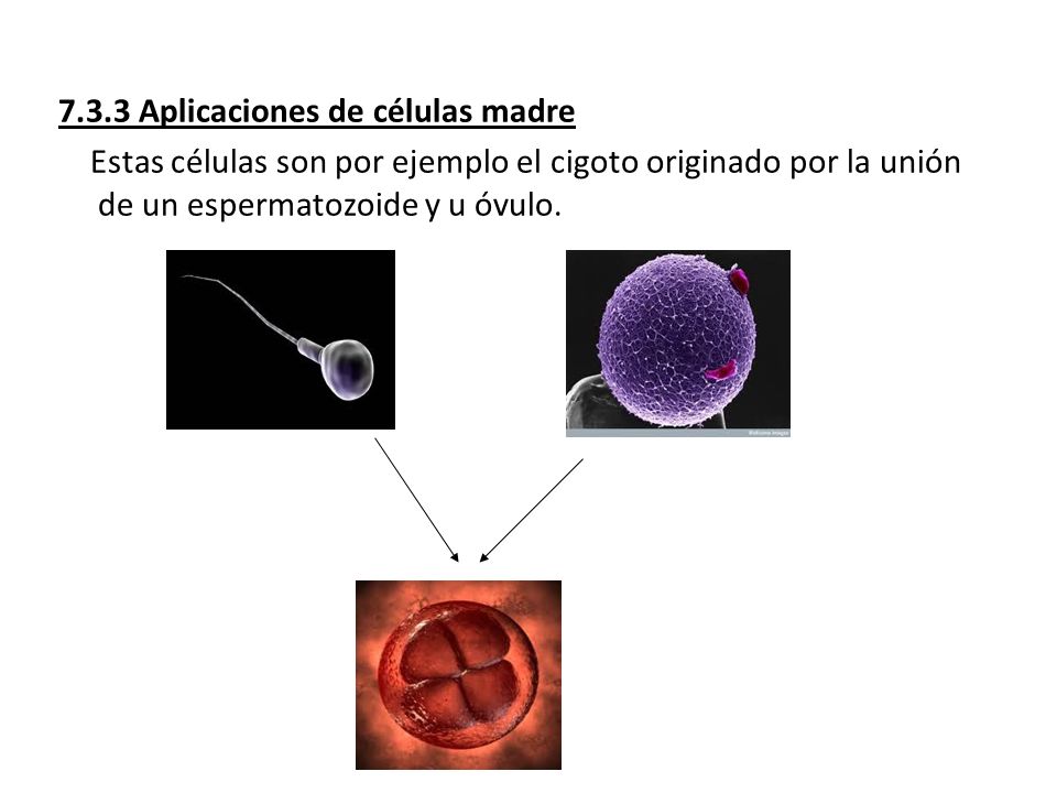 7.3.3 Aplicaciones de células madre