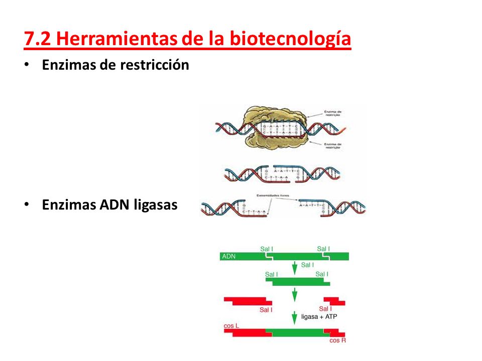 7.2 Herramientas de la biotecnología