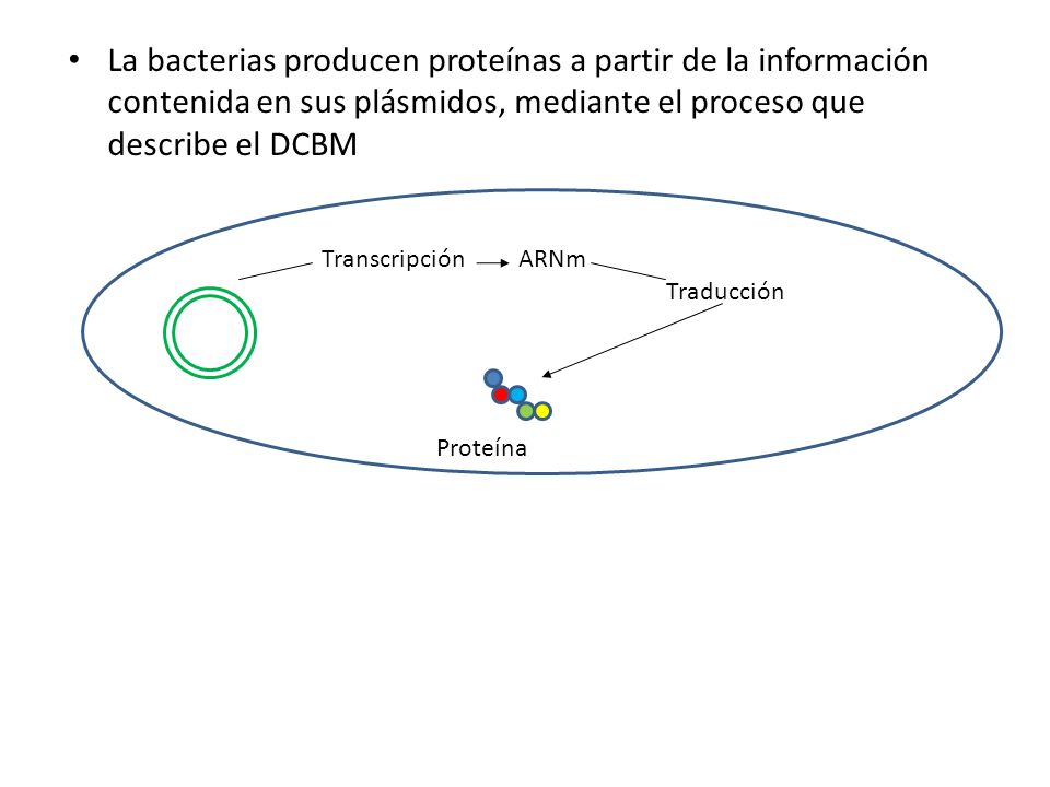 La bacterias producen proteínas a partir de la información contenida en sus plásmidos, mediante el proceso que describe el DCBM