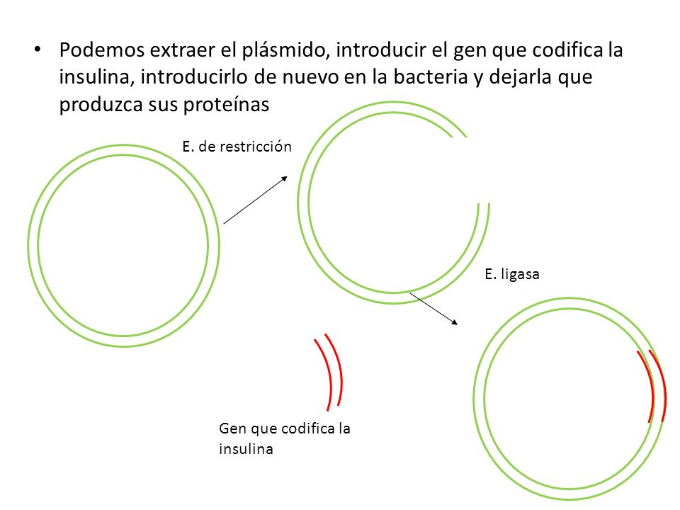 Podemos extraer el plásmido, introducir el gen que codifica la insulina, introducirlo de nuevo en la bacteria y dejarla que produzca sus proteínas