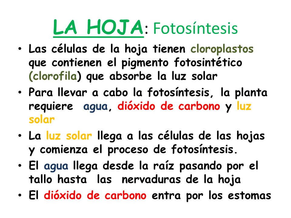 LA HOJA: Fotosíntesis Las células de la hoja tienen cloroplastos que contienen el pigmento fotosintético (clorofila) que absorbe la luz solar.