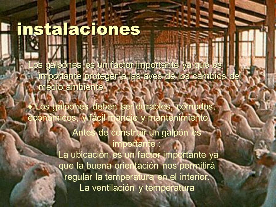 instalaciones Los galpones es un factor importante ya que es importante proteger a las aves de los cambios del medio ambiente.