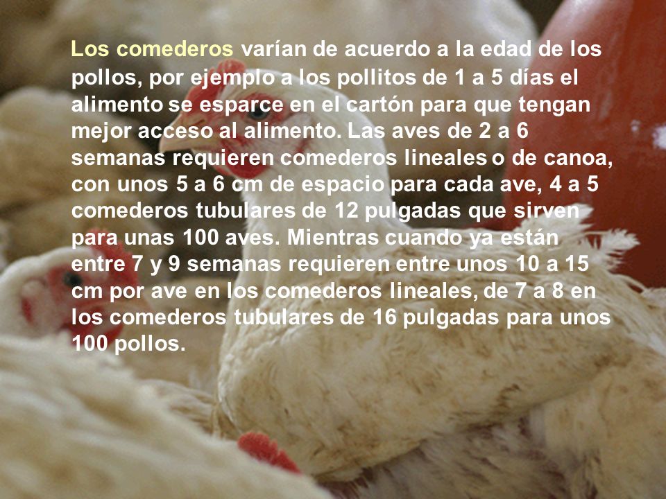 Los comederos varían de acuerdo a la edad de los pollos, por ejemplo a los pollitos de 1 a 5 días el alimento se esparce en el cartón para que tengan mejor acceso al alimento.