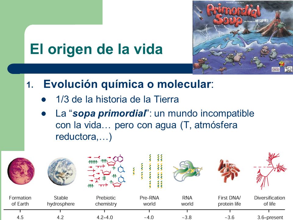 El origen de la vida Evolución química o molecular: