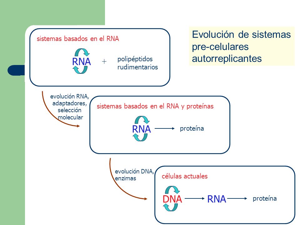 RNA Evolución de sistemas pre-celulares autorreplicantes RNA DNA RNA +