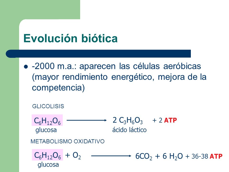 Evolución biótica m.a.: aparecen las células aeróbicas (mayor rendimiento energético, mejora de la competencia)