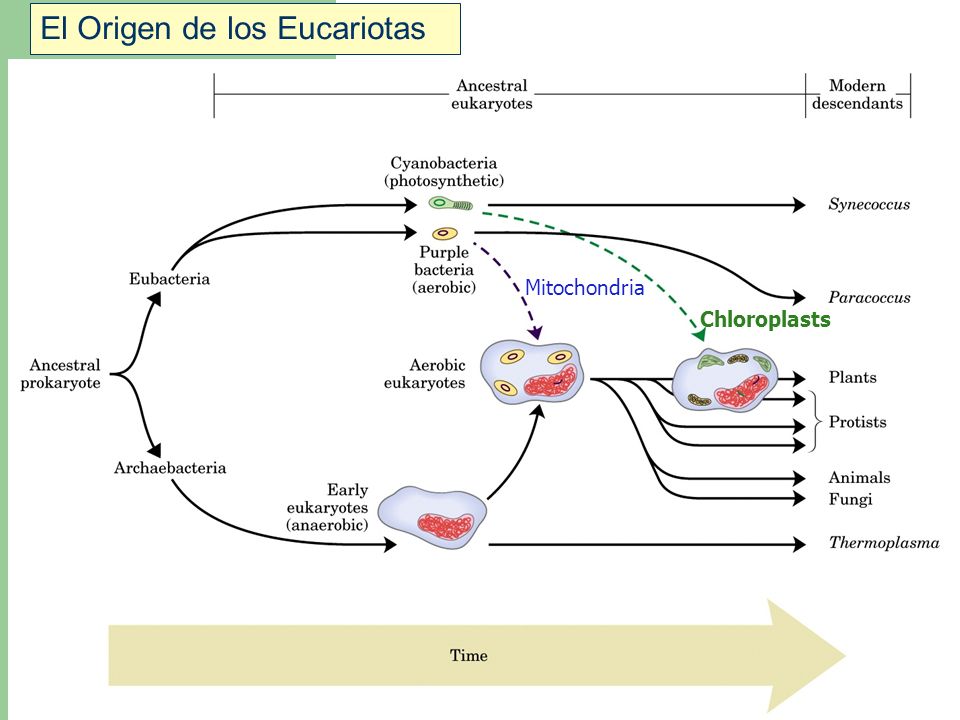 El Origen de los Eucariotas