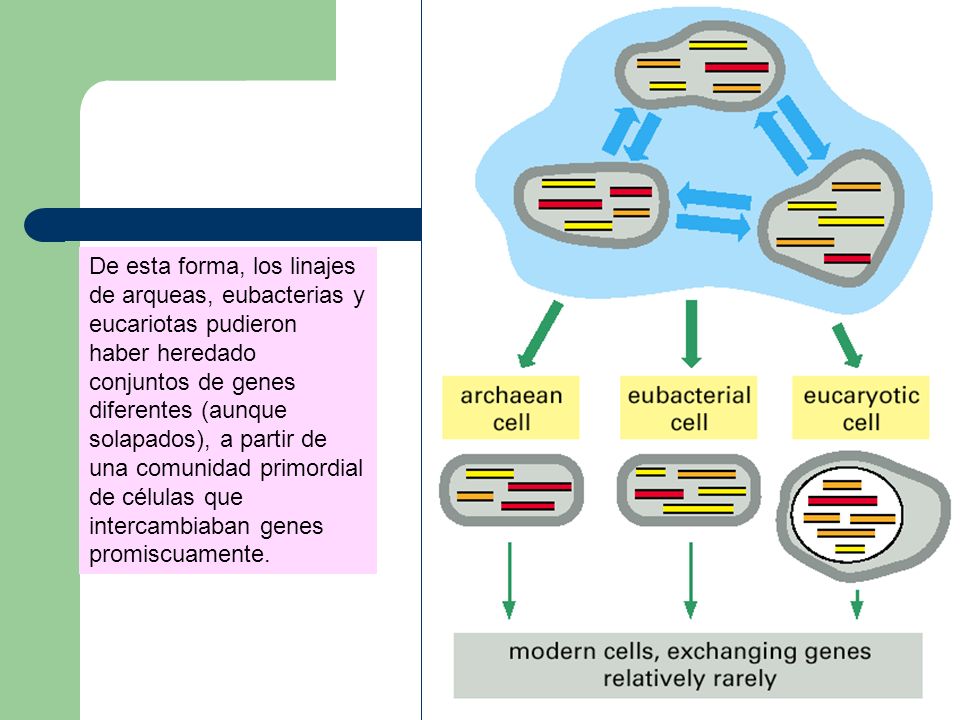 De esta forma, los linajes de arqueas, eubacterias y eucariotas pudieron haber heredado conjuntos de genes diferentes (aunque solapados), a partir de una comunidad primordial de células que intercambiaban genes promiscuamente.