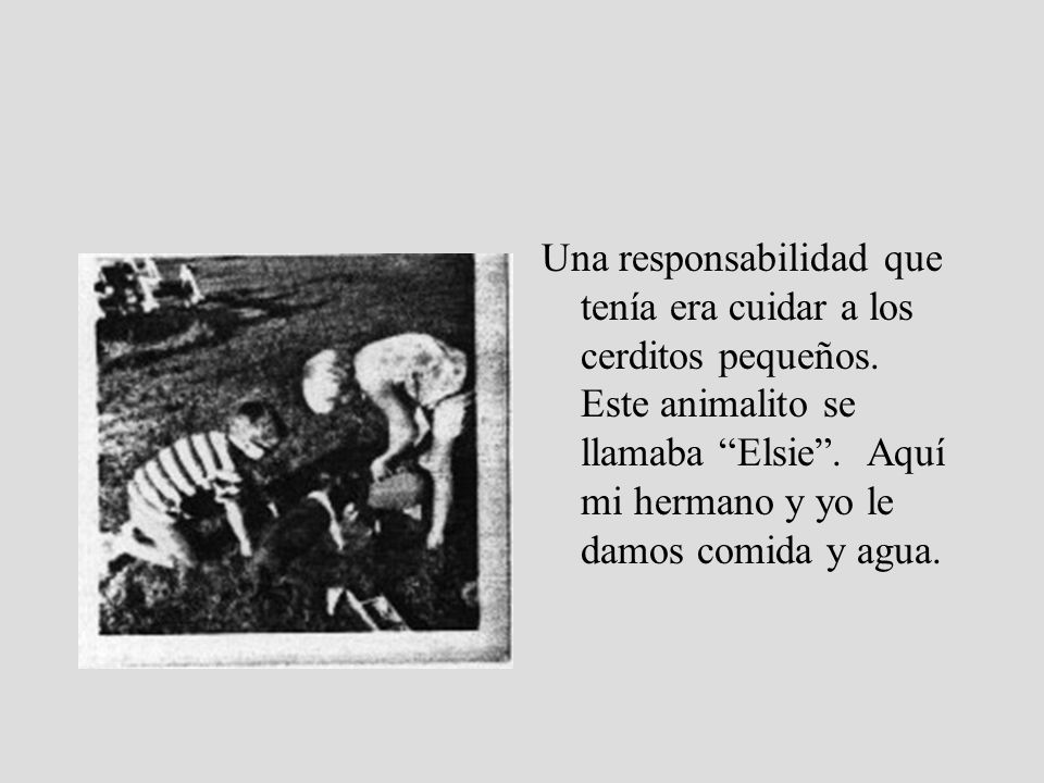 Una responsabilidad que tenía era cuidar a los cerditos pequeños