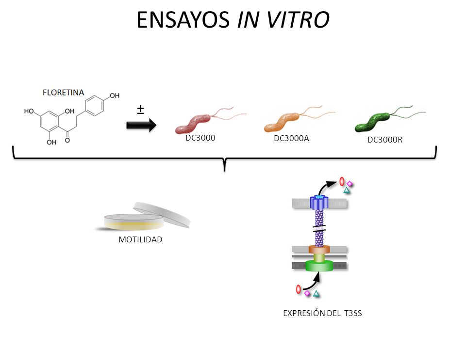 ENSAYOS IN VITRO ± DC3000 DC3000A DC3000R MOTILIDAD EXPRESIÓN DEL T3SS