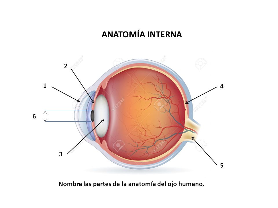 ANATOMÍA INTERNA Nombra las partes de la anatomía del ojo humano.