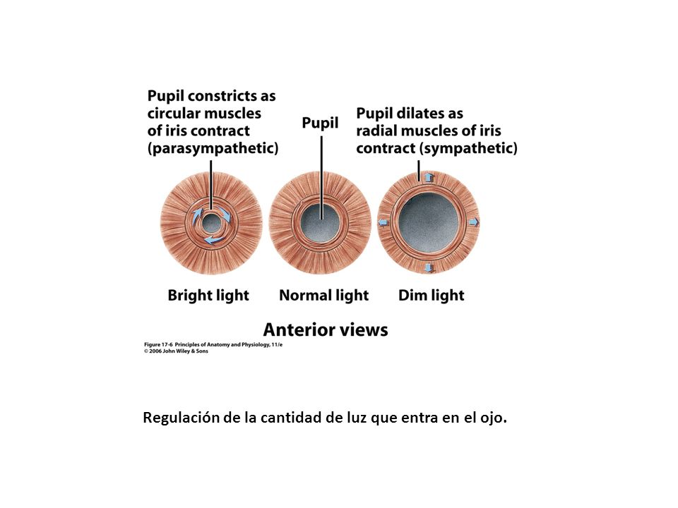 Regulación de la cantidad de luz que entra en el ojo.