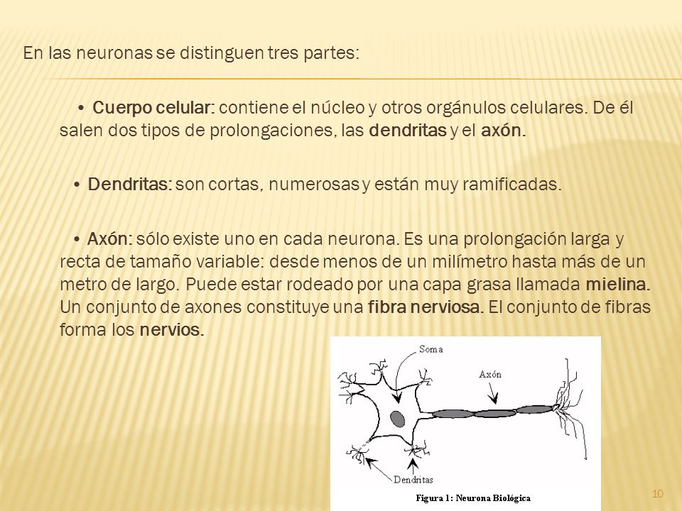 En las neuronas se distinguen tres partes: • Cuerpo celular: contiene el núcleo y otros orgánulos celulares.
