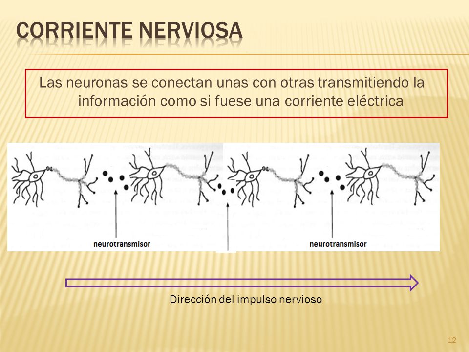 Corriente nerviosa Las neuronas se conectan unas con otras transmitiendo la información como si fuese una corriente eléctrica.