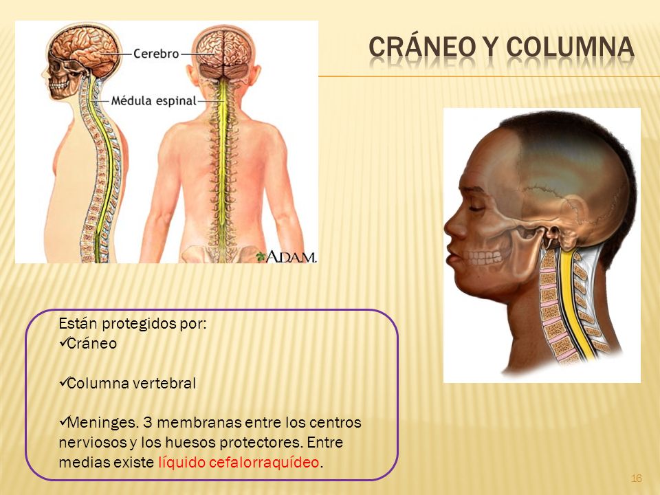 Cráneo y columna Están protegidos por: Cráneo Columna vertebral