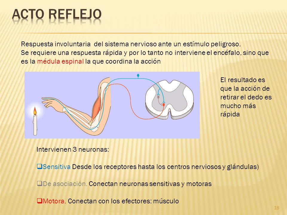Acto reflejo Respuesta involuntaria del sistema nervioso ante un estímulo peligroso.