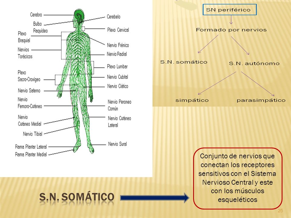 Conjunto de nervios que conectan los receptores sensitivos con el Sistema Nervioso Central y este con los músculos esqueléticos