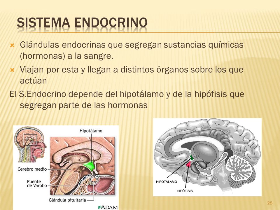 Sistema Endocrino Glándulas endocrinas que segregan sustancias químicas (hormonas) a la sangre.