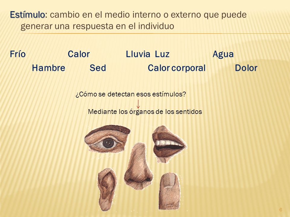 Hambre Sed Calor corporal Dolor