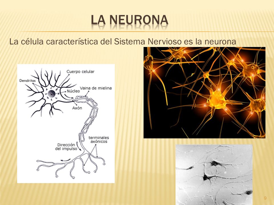 La neurona La célula característica del Sistema Nervioso es la neurona