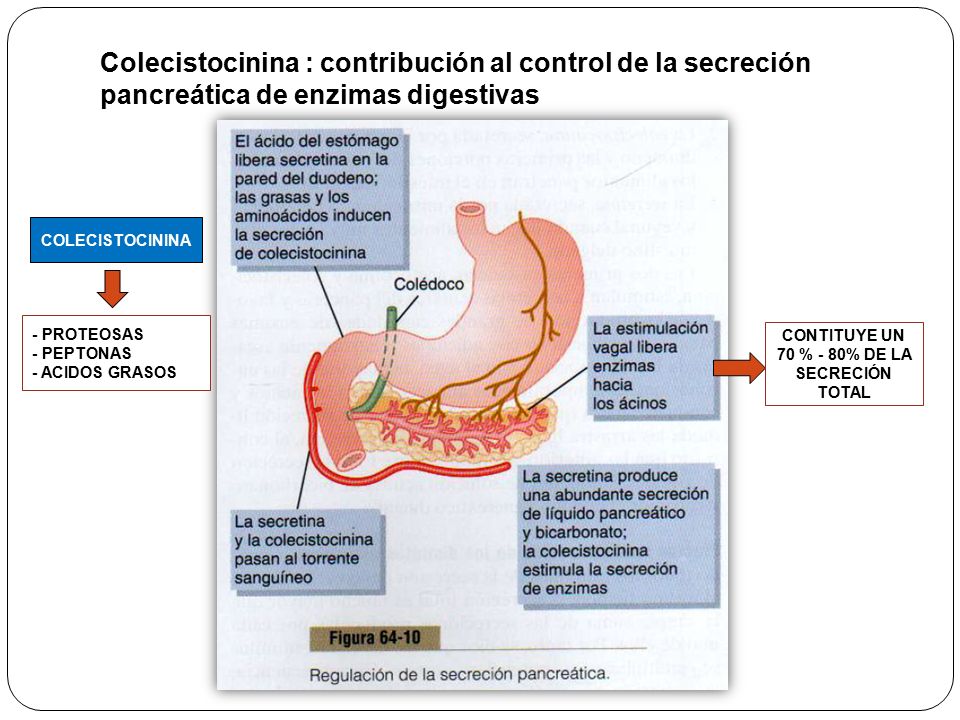 CONTITUYE UN 70 % - 80% DE LA SECRECIÓN TOTAL