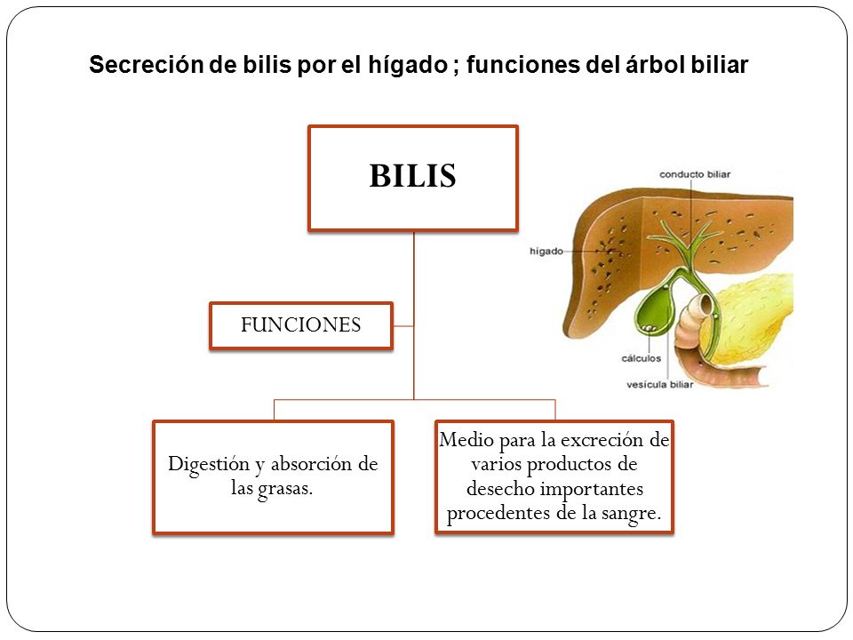 Secreción de bilis por el hígado ; funciones del árbol biliar