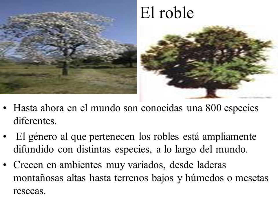 El roble Hasta ahora en el mundo son conocidas una 800 especies diferentes.