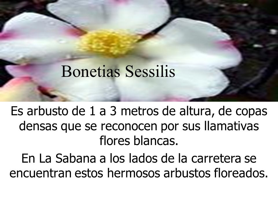 Bonetias Sessilis Es arbusto de 1 a 3 metros de altura, de copas densas que se reconocen por sus llamativas flores blancas.