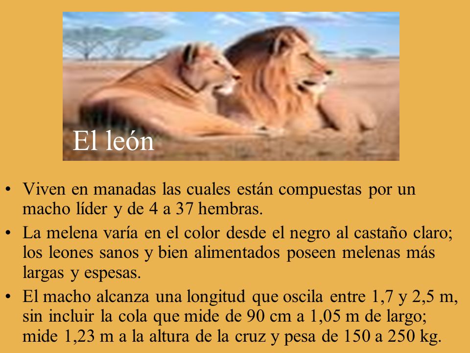 El león Viven en manadas las cuales están compuestas por un macho líder y de 4 a 37 hembras.