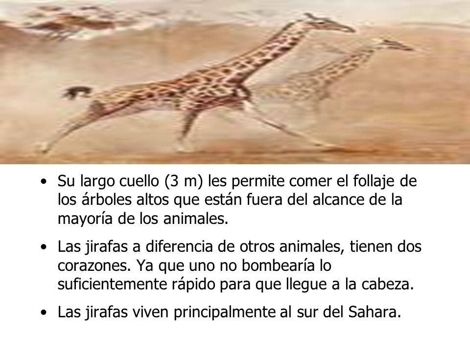 Su largo cuello (3 m) les permite comer el follaje de los árboles altos que están fuera del alcance de la mayoría de los animales.