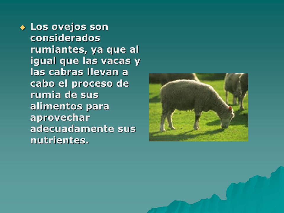 Los ovejos son considerados rumiantes, ya que al igual que las vacas y las cabras llevan a cabo el proceso de rumia de sus alimentos para aprovechar adecuadamente sus nutrientes.