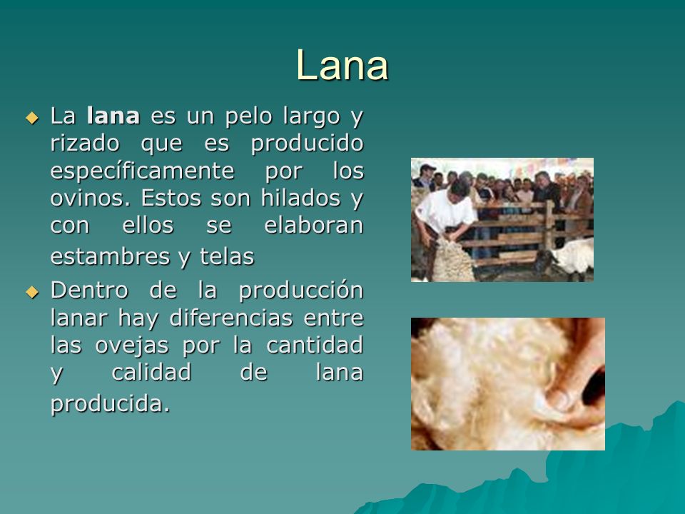 Lana La lana es un pelo largo y rizado que es producido específicamente por los ovinos. Estos son hilados y con ellos se elaboran estambres y telas.