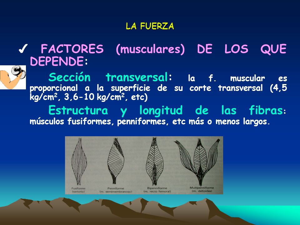 ✔ FACTORES (musculares) DE LOS QUE DEPENDE: