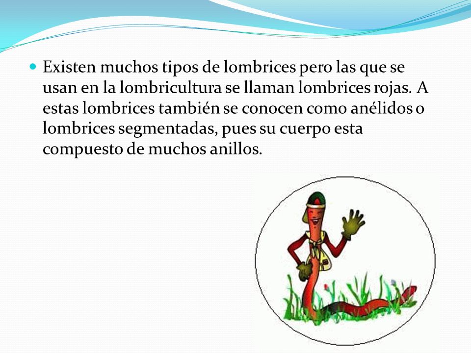 Existen muchos tipos de lombrices pero las que se usan en la lombricultura se llaman lombrices rojas.