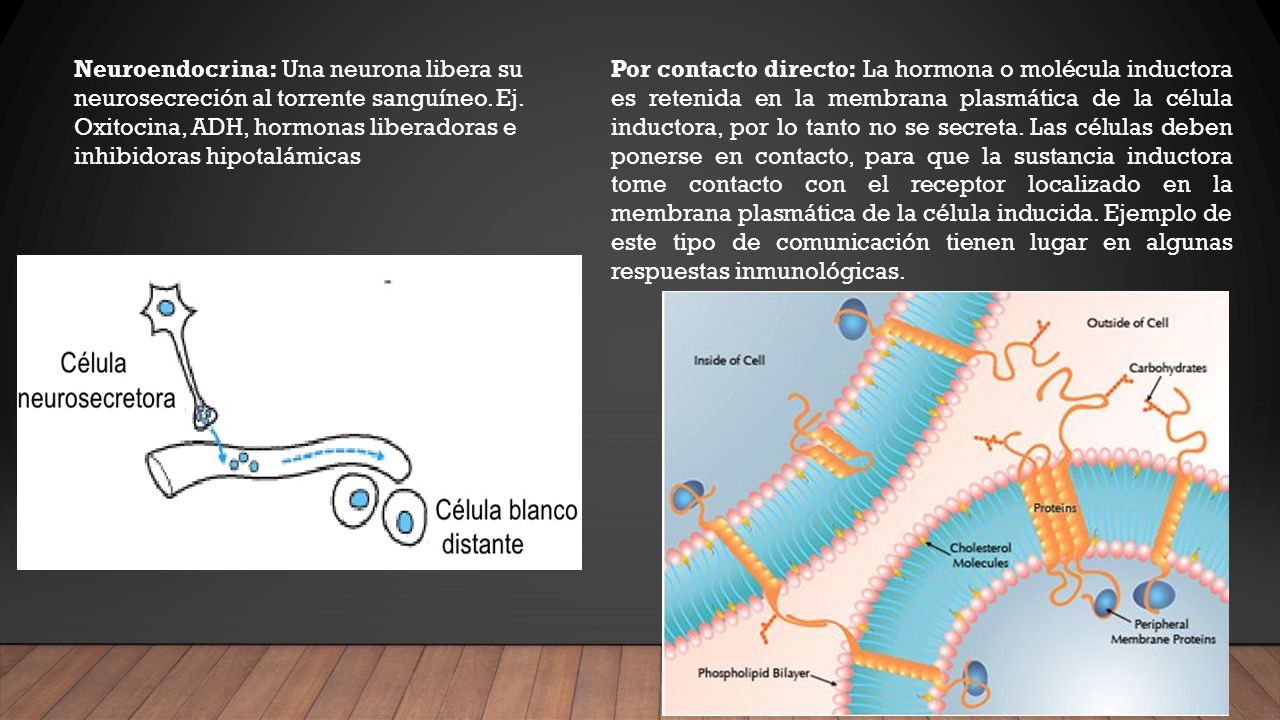 Neuroendocrina: Una neurona libera su neurosecreción al torrente sanguíneo. Ej. Oxitocina, ADH, hormonas liberadoras e inhibidoras hipotalámicas