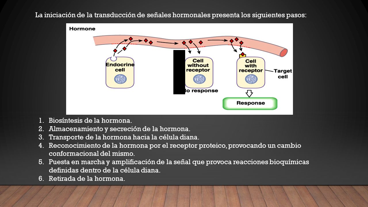 Biosíntesis de la hormona. Almacenamiento y secreción de la hormona.