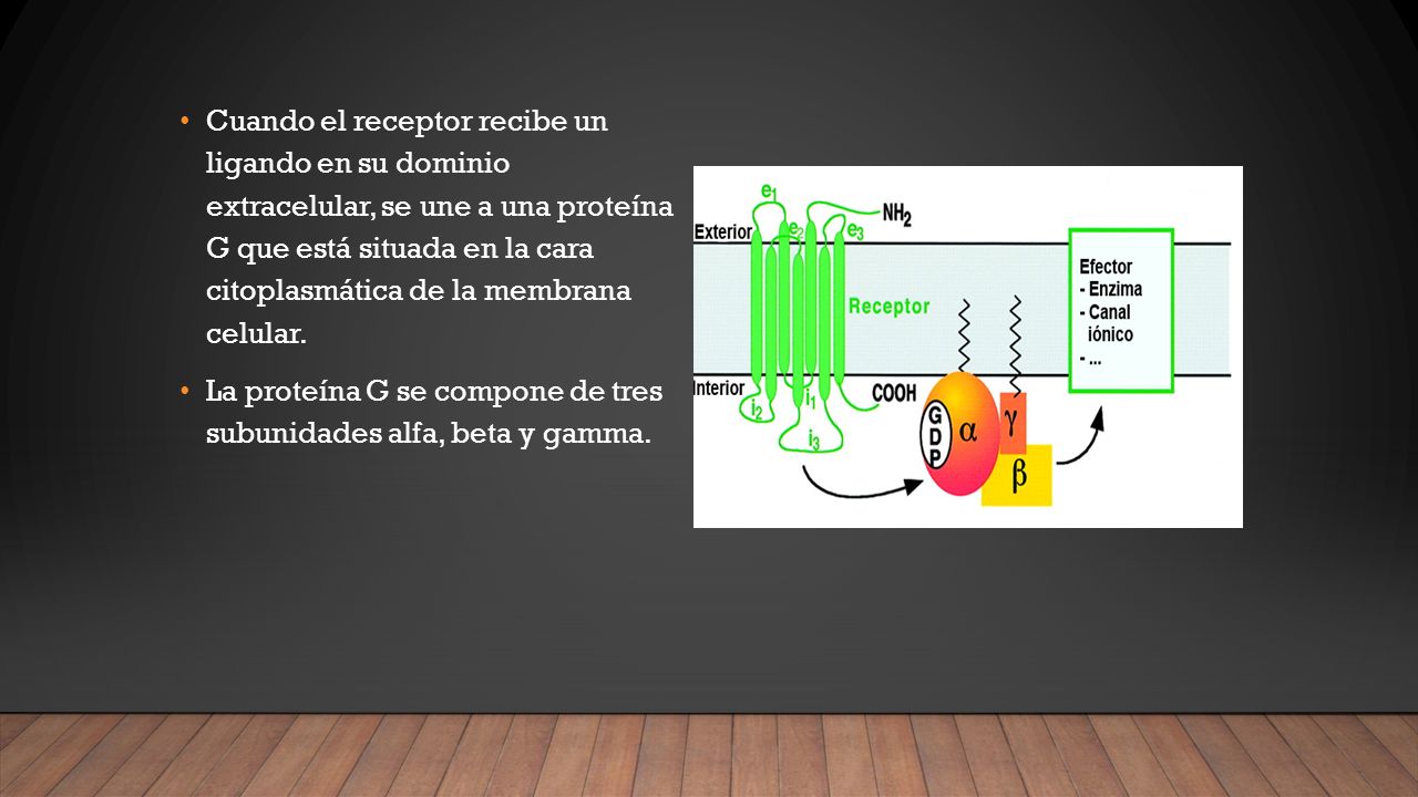 Cuando el receptor recibe un ligando en su dominio extracelular, se une a una proteína G que está situada en la cara citoplasmática de la membrana celular.