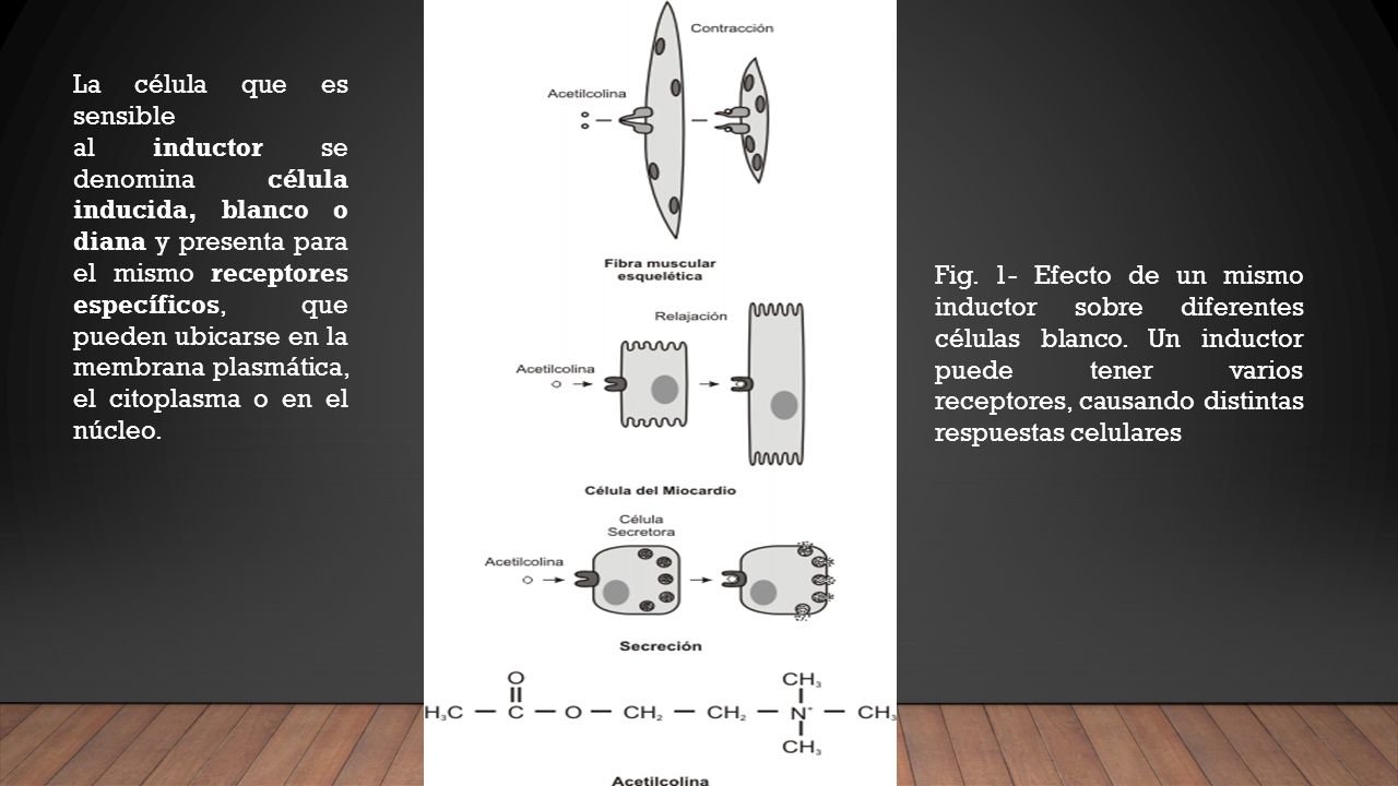 La célula que es sensible al inductor se denomina célula inducida, blanco o diana y presenta para el mismo receptores específicos, que pueden ubicarse en la membrana plasmática, el citoplasma o en el núcleo.