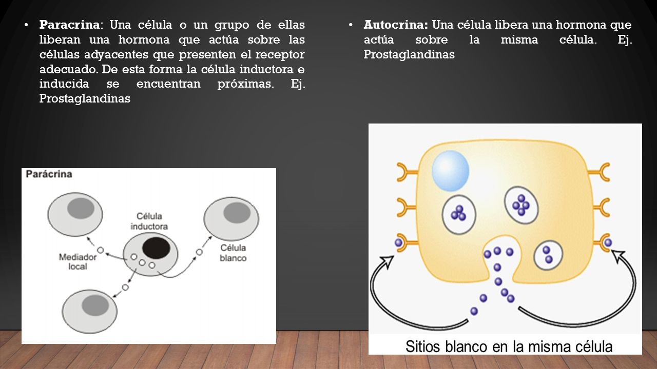 Paracrina: Una célula o un grupo de ellas liberan una hormona que actúa sobre las células adyacentes que presenten el receptor adecuado. De esta forma la célula inductora e inducida se encuentran próximas. Ej. Prostaglandinas
