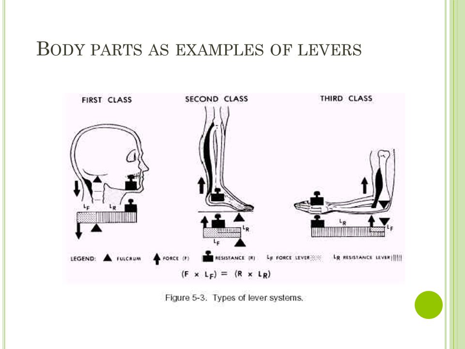 Body parts as examples of levers