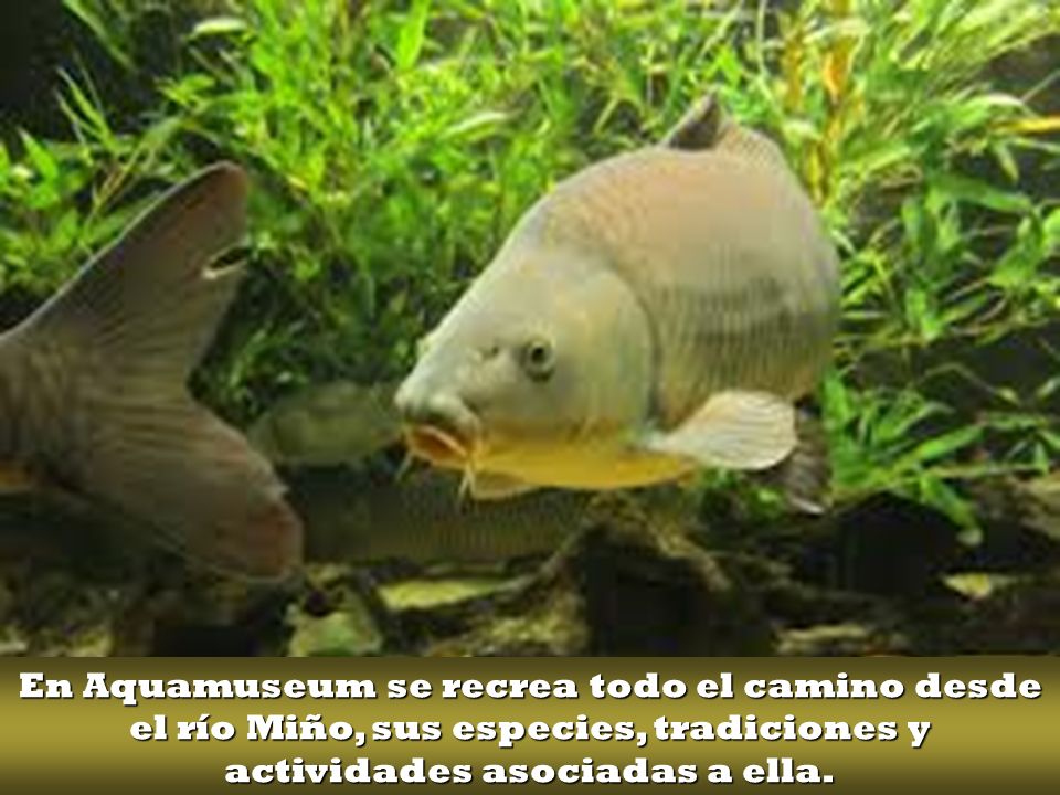 En Aquamuseum se recrea todo el camino desde el río Miño, sus especies, tradiciones y actividades asociadas a ella.