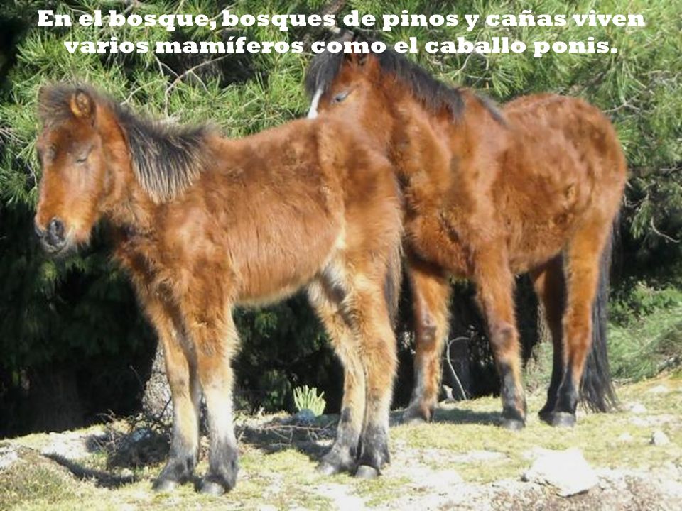 En el bosque, bosques de pinos y cañas viven varios mamíferos como el caballo ponis.