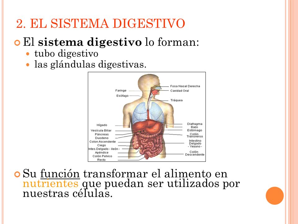 2. EL SISTEMA DIGESTIVO El sistema digestivo lo forman: