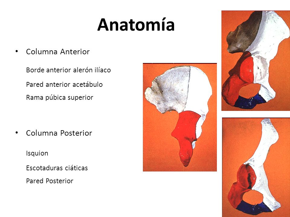 Anatomía Isquion Borde anterior alerón ilíaco Columna Anterior