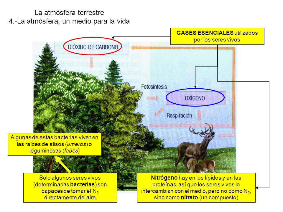 La atmósfera terrestre 4.-La atmósfera, un medio para la vida
