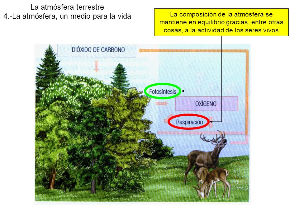 La atmósfera terrestre 4.-La atmósfera, un medio para la vida