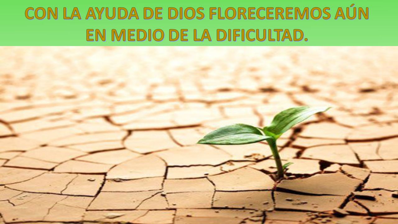 CON LA AYUDA DE DIOS FLORECEREMOS AÚN EN MEDIO DE LA DIFICULTAD.