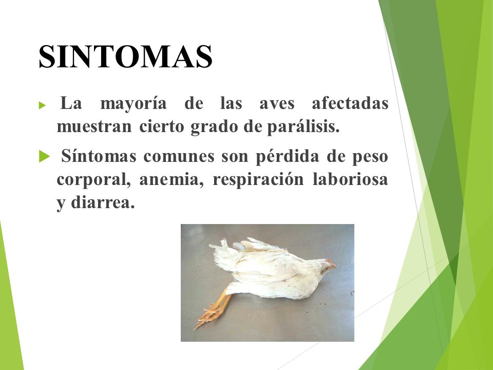 SINTOMAS La mayoría de las aves afectadas muestran cierto grado de parálisis.