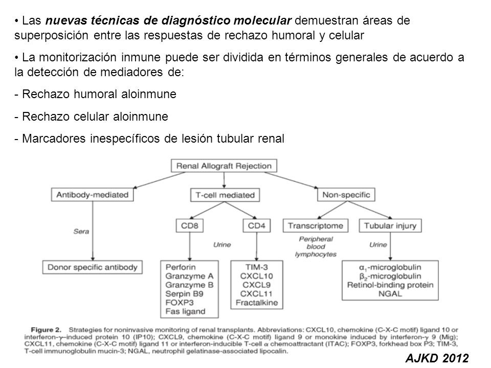 Las nuevas técnicas de diagnóstico molecular demuestran áreas de superposición entre las respuestas de rechazo humoral y celular